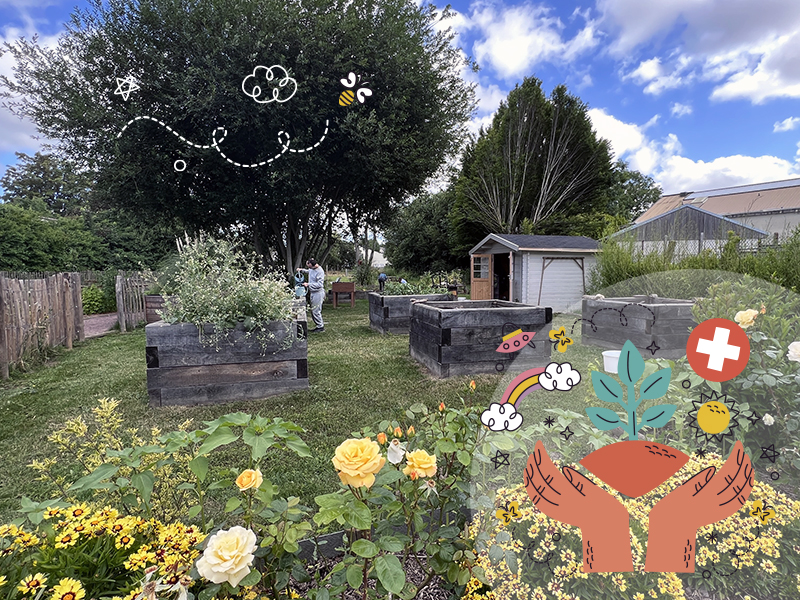 jardin hellébore